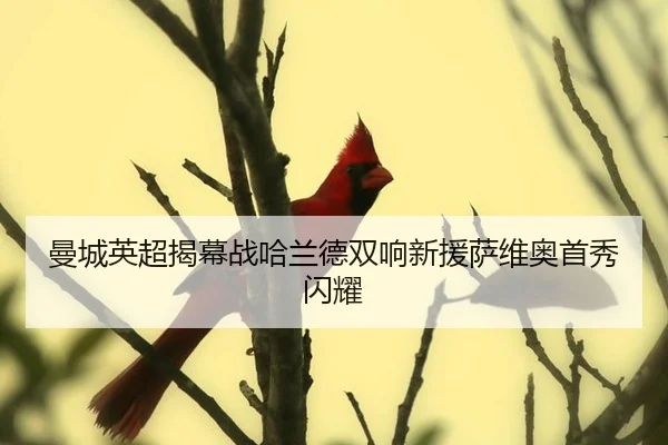 man-cheng-ying-chao-jie-mu-zhan-ha-lan-de-shuang-xiang-xin-yuan-sa-wei-ao-shou-xiu-shan-yao-2-304.jpg